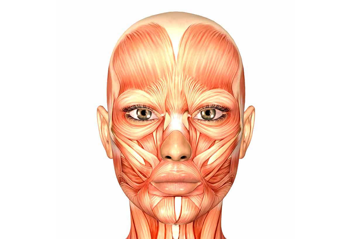 Abbildung der Gesichtsmuskulatur unter der Haut